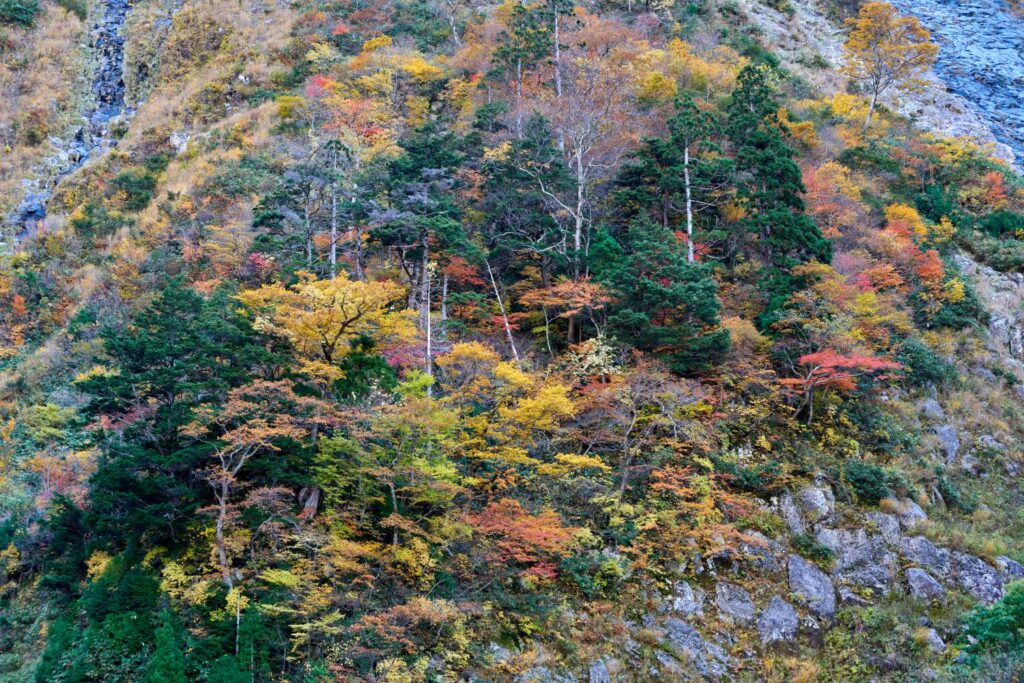 称名滝周辺の岩山に広がる紅葉。赤・黄・緑の木々が折り重なり鮮やかに色づく。