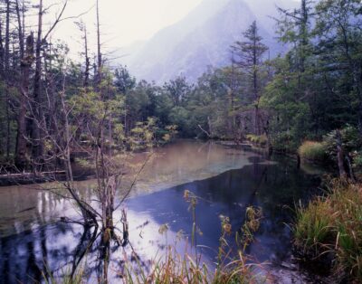 上高地・梓川沿いの湿地の風景。澄んだ浅い水面に木々が立ち並び、奥に山並みが霞んでいる。