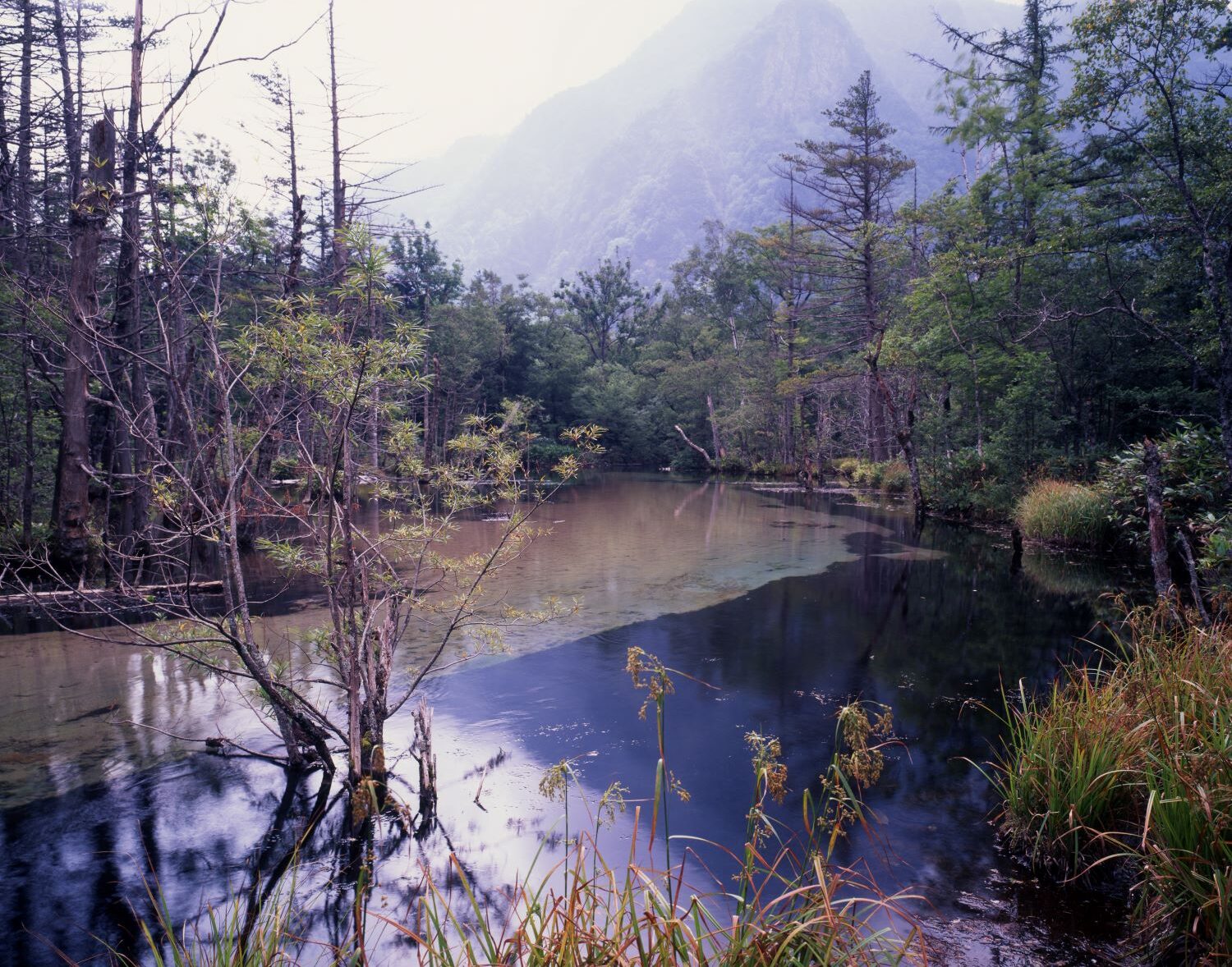 上高地・梓川沿いの湿地の風景。澄んだ浅い水面に木々が立ち並び、奥に山並みが霞んでいる。