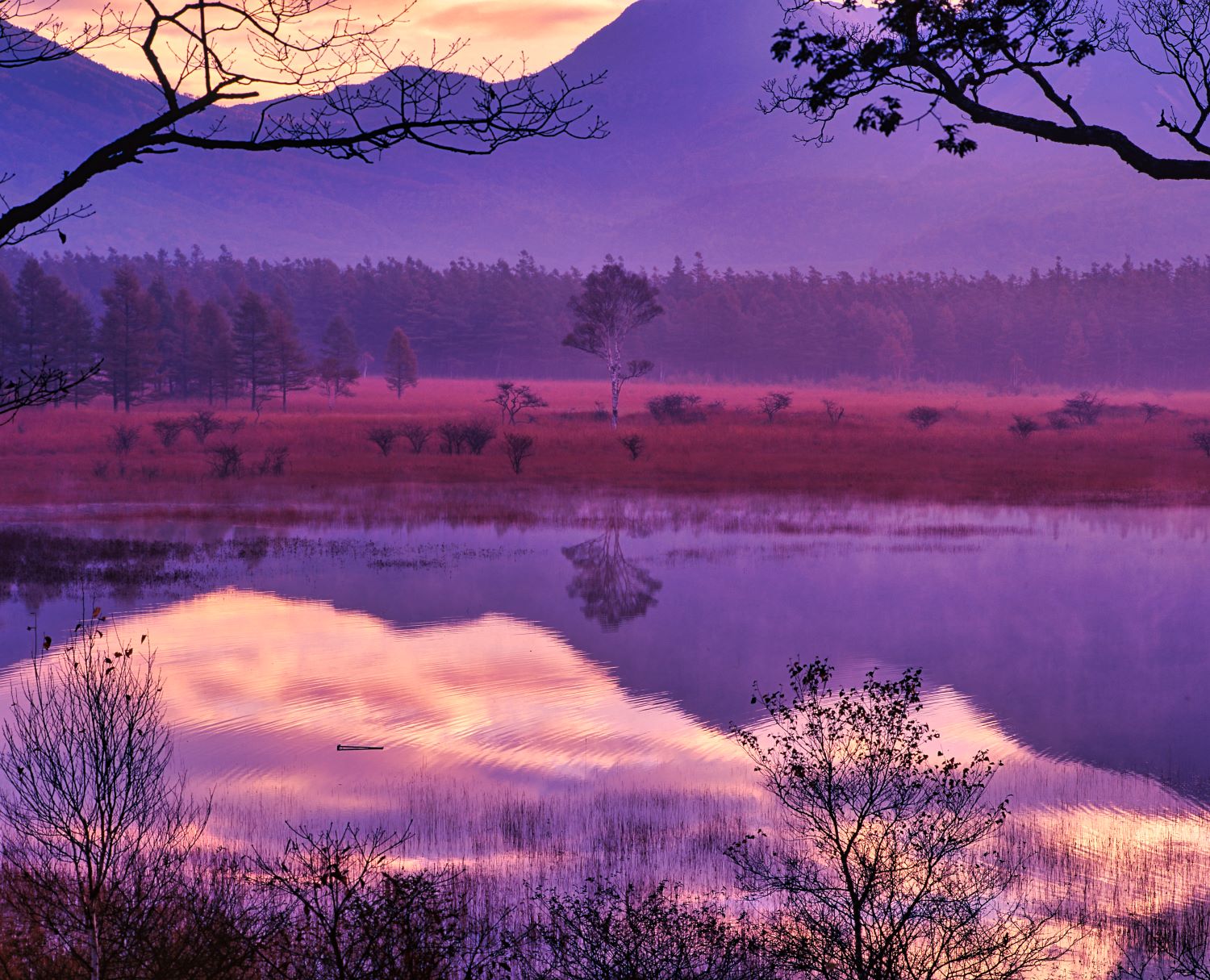 朝焼けに染まる小田代ヶ原の白樺(貴婦人)とその水面への映り込み。