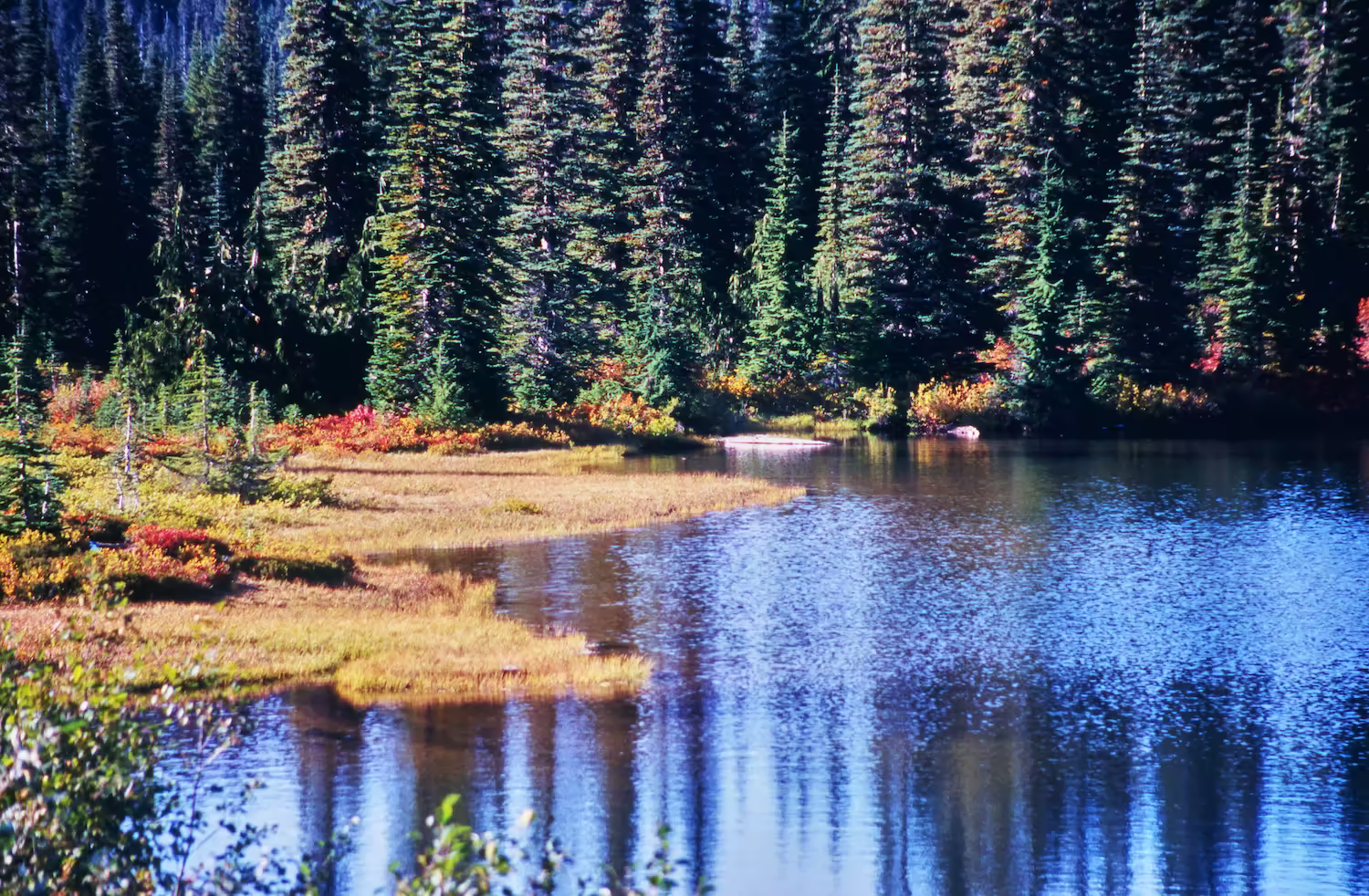 雪解けの小川が流れる森と湖畔の風景