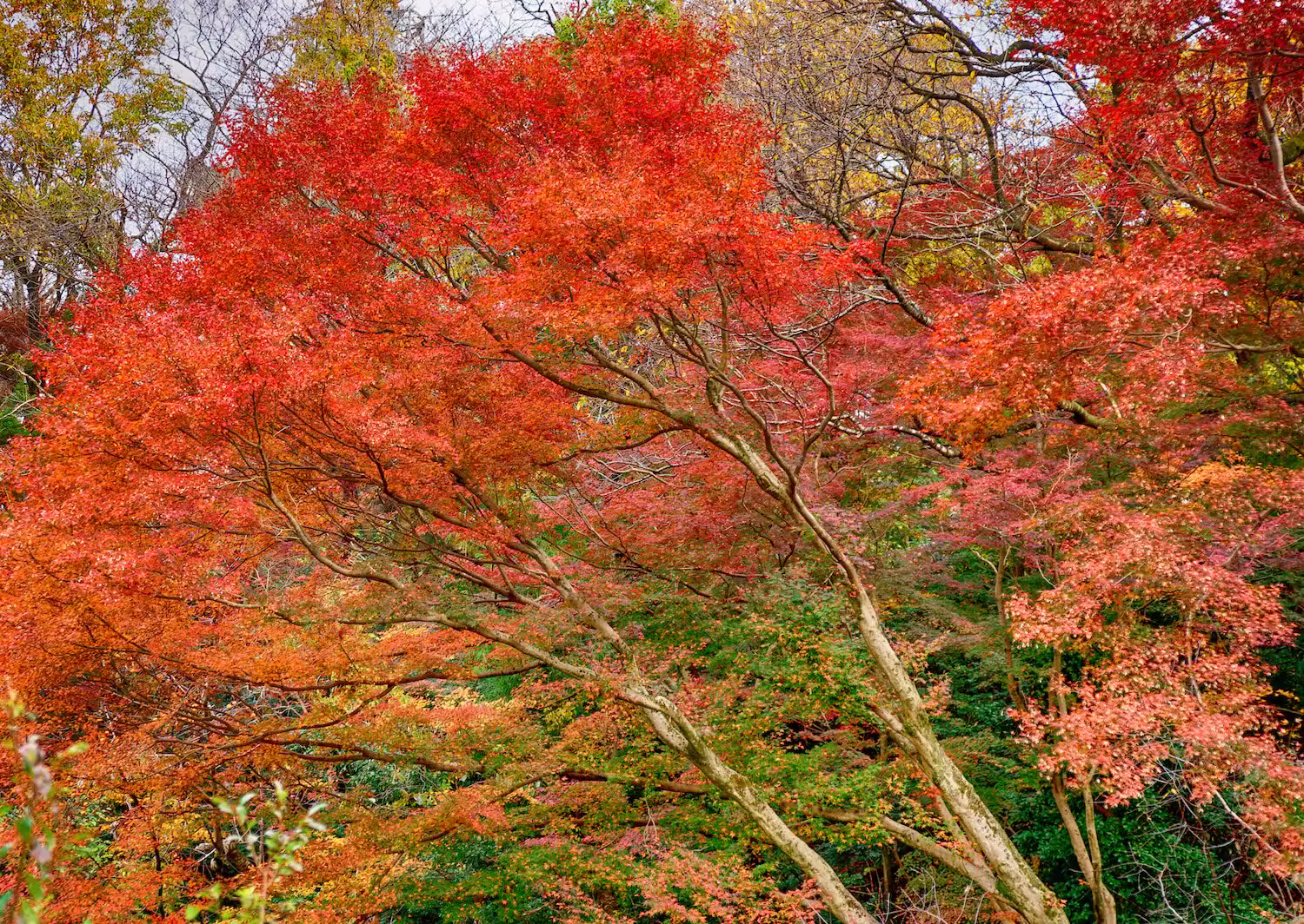 紅葉した木々に囲まれた呉羽山公園の散策路