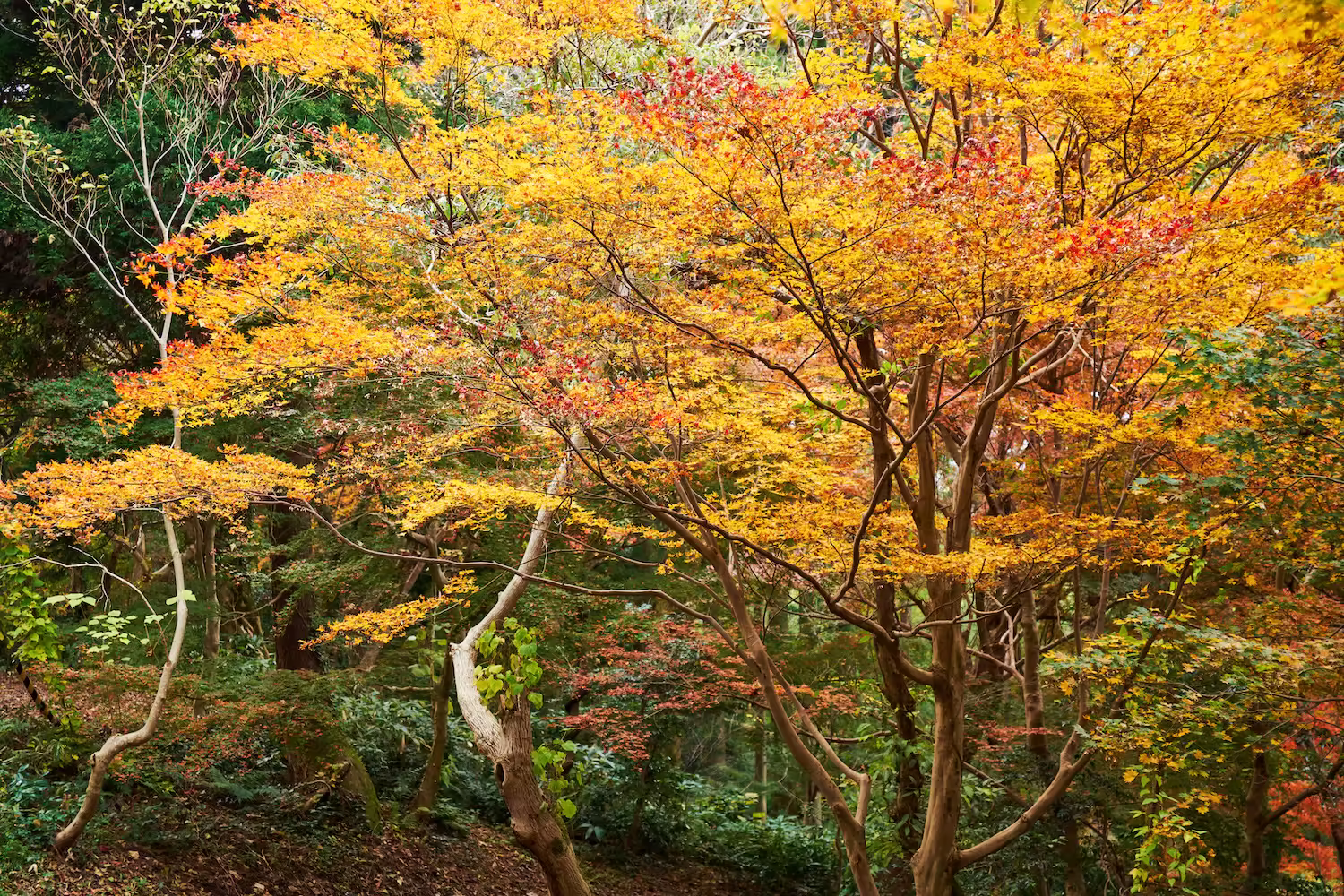 黄色く色づいた木々が並ぶ呉羽山公園の秋の風景