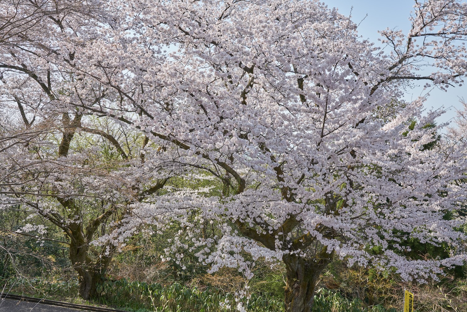 春霞の中で咲く呉羽山公園の桜