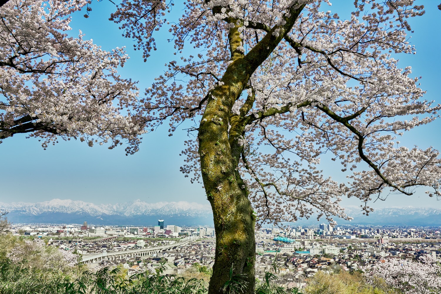 富山市街と立山連峰を背景に咲く呉羽山公園の一本桜