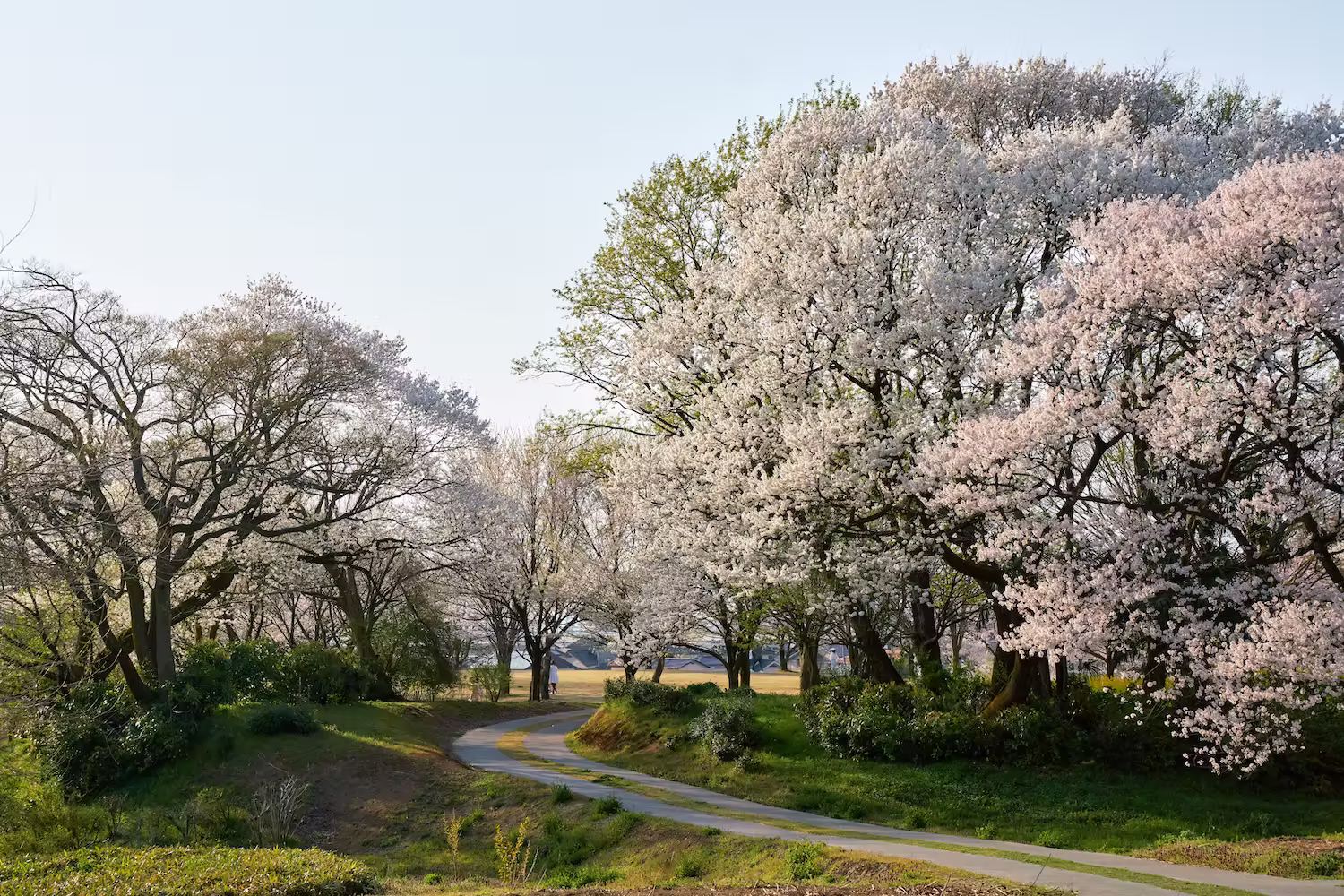 呉羽山の丘に並ぶ桜並木と青空