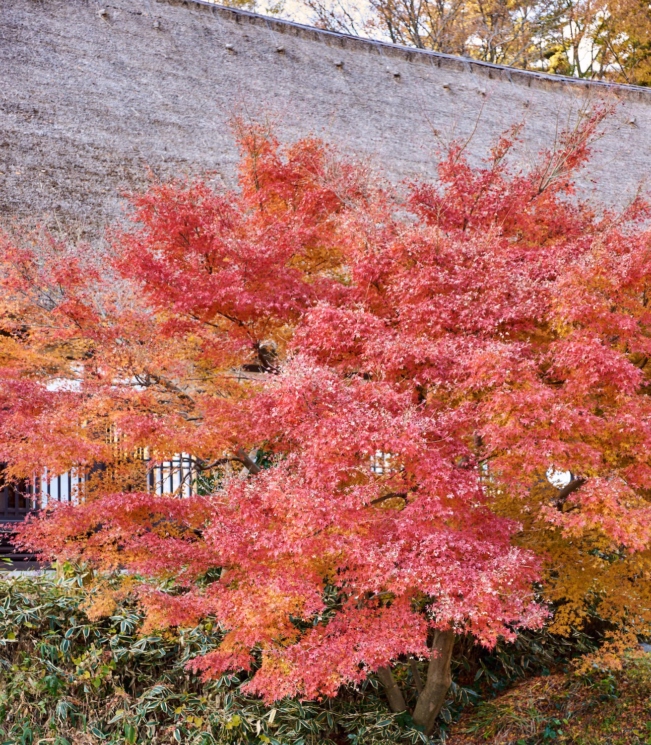 富山市民族民芸村の茅葺き屋根の建物と、その周囲を彩る赤や黄の紅葉