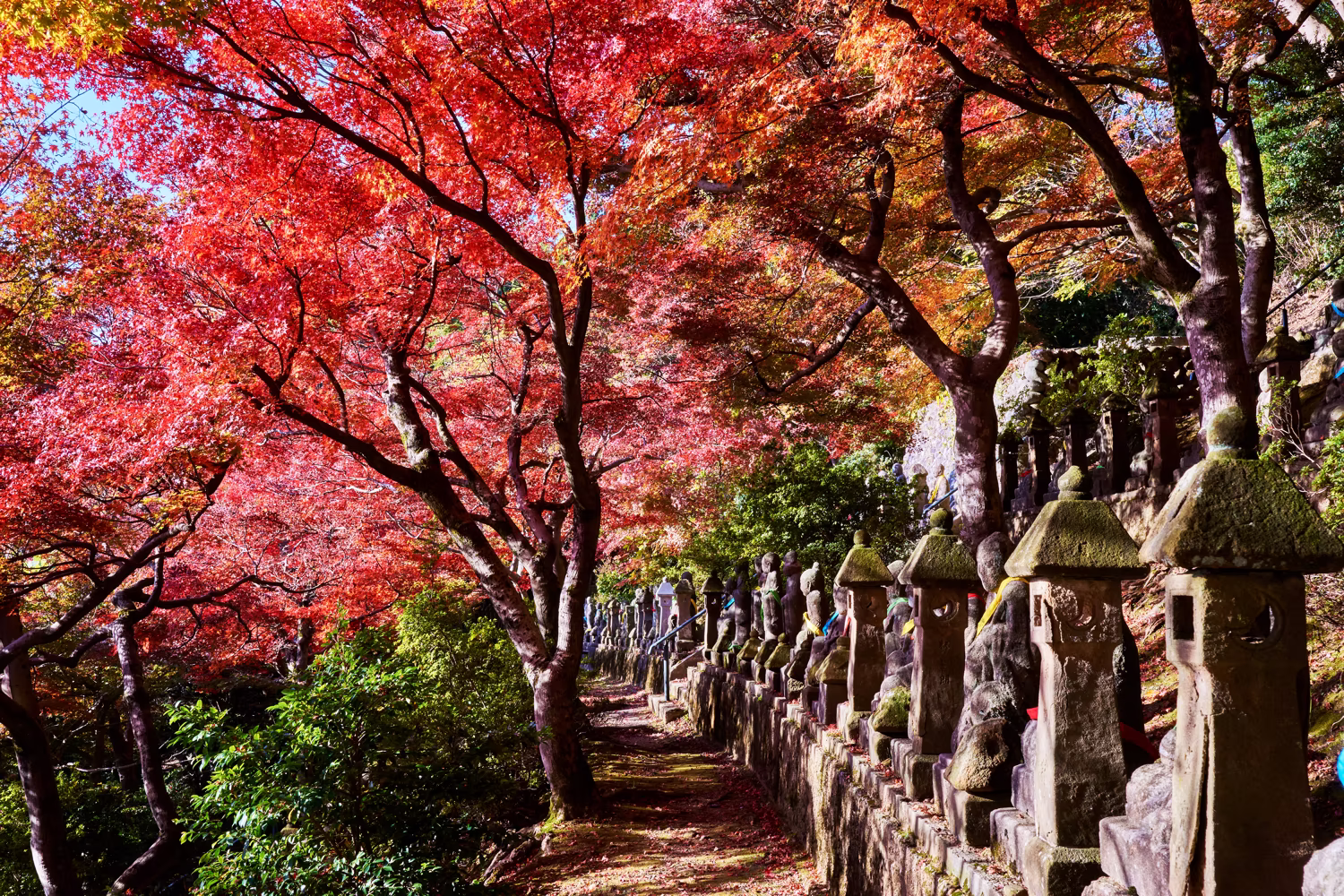 朝日が差し込む紅葉の参道と五百羅漢の石仏が並ぶ風景