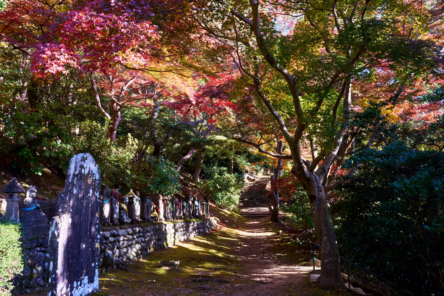 鮮やかな紅葉が広がる森の中に差し込む朝の光の風景