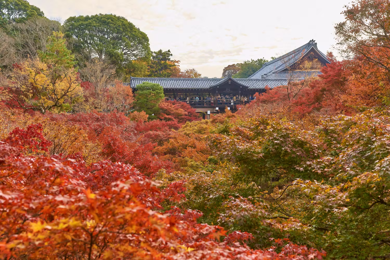 東福寺の通天橋と谷を埋め尽くす色鮮やかな紅葉の風景