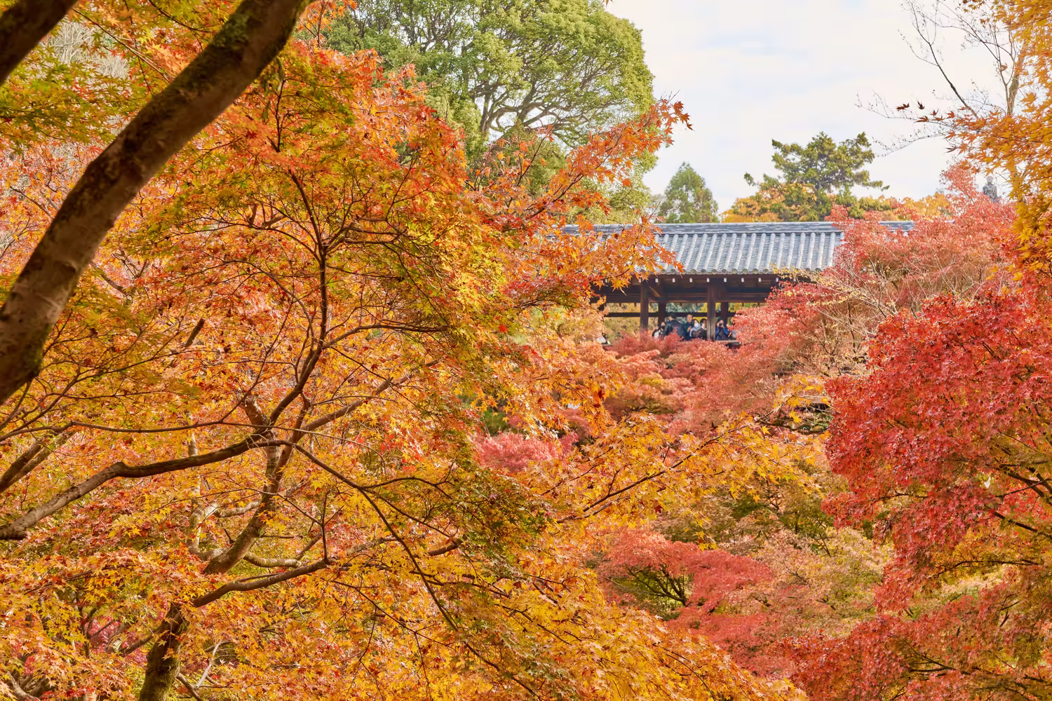 紅葉越しに見える東福寺・通天橋の晩秋の風景