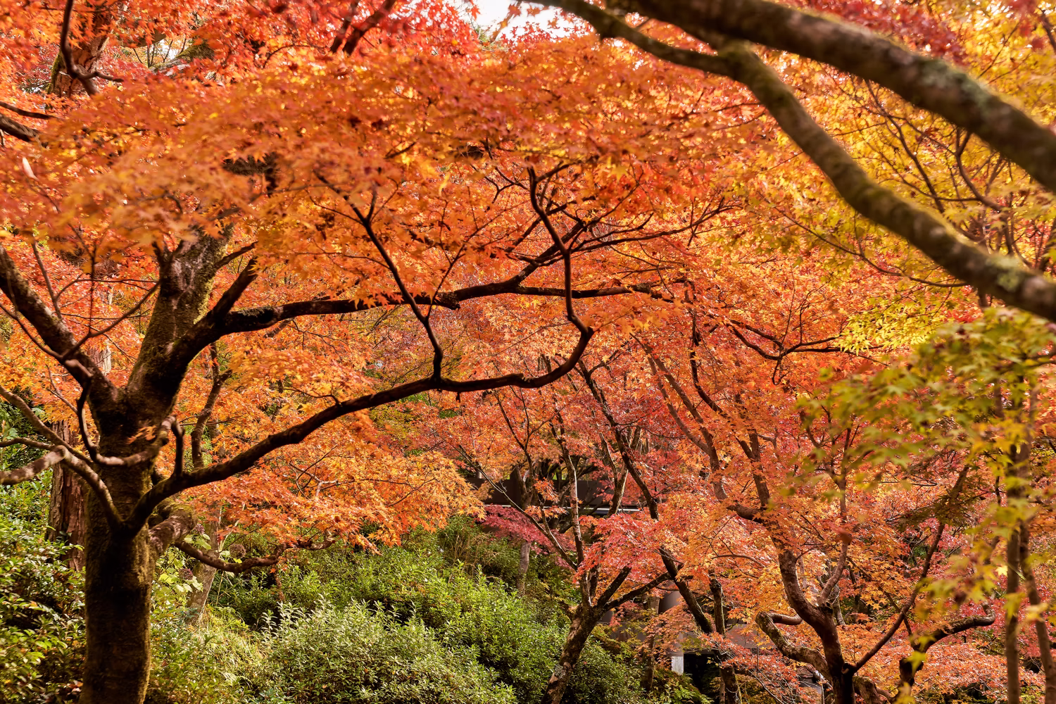 東福寺・洗玉澗の紅葉に染まる谷の斜面と奥行きのある秋景