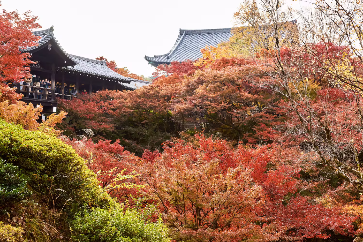 晩秋の東福寺・通天橋と色とりどりの紅葉の風景