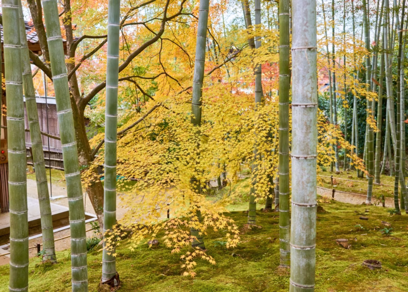 常寂光院の竹林と苔の上に広がる黄葉したモミジ、境内の建物の一部が見える秋の風景写真