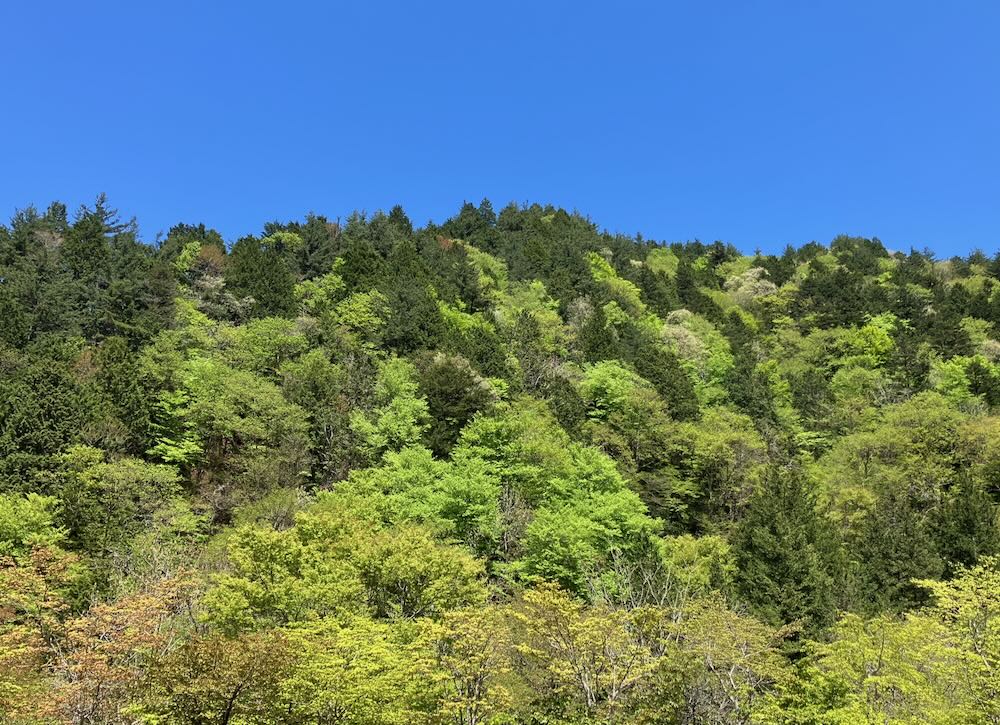 五月晴れの青空とせせらぎ街道沿いの新緑の山