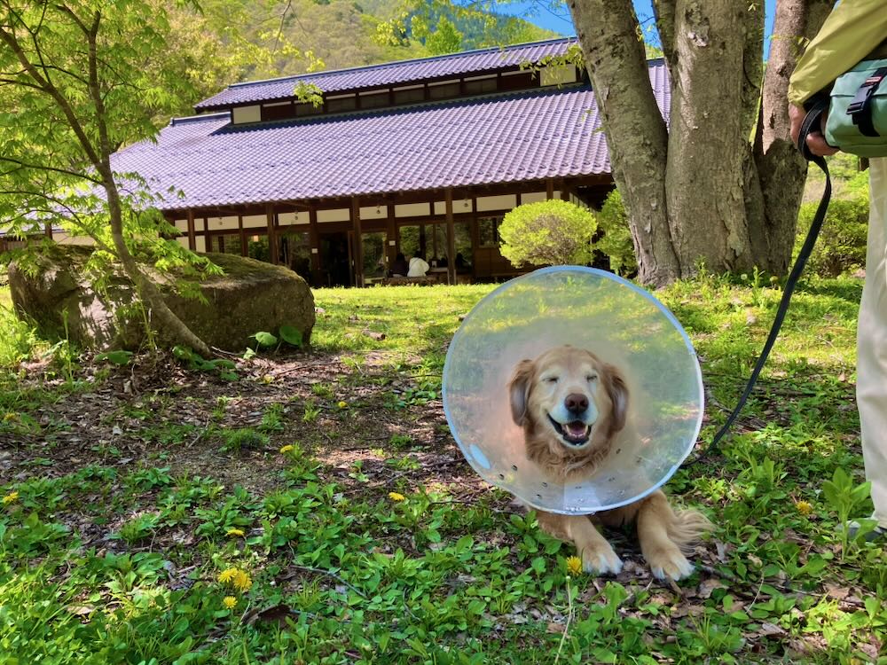 清見庵の庭で待つ犬連れの様子