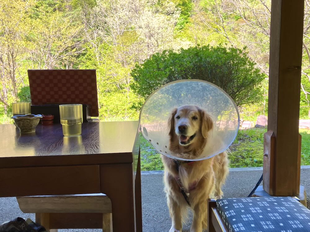 犬連れで利用できる清見庵のテラス席
